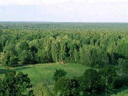 Chansons russes: La forêt millénaire traduction www.russievirtuelle.com