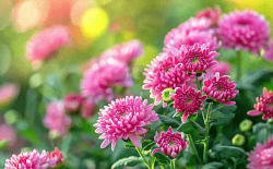 Chansons russes: Les chrysanthèmes fanés, traduction www.russievirtuelle.com