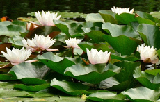 Песни и стихи по-русски - Есть в графском парке пруд Комталь www.russievirtuelle.com