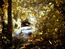 Chansons russes: Envolées les feuilles, traduction www.russievirtuelle.com