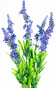 Chansons russes: Lavande, traduction www.russievirtuelle.com