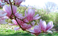 Chansons russes: Dans le pays des magnolias, traduction www.russievirtuelle.com