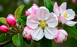 Chansons russes: Le printemps sera de retour, traduction www.russievirtuelle.com